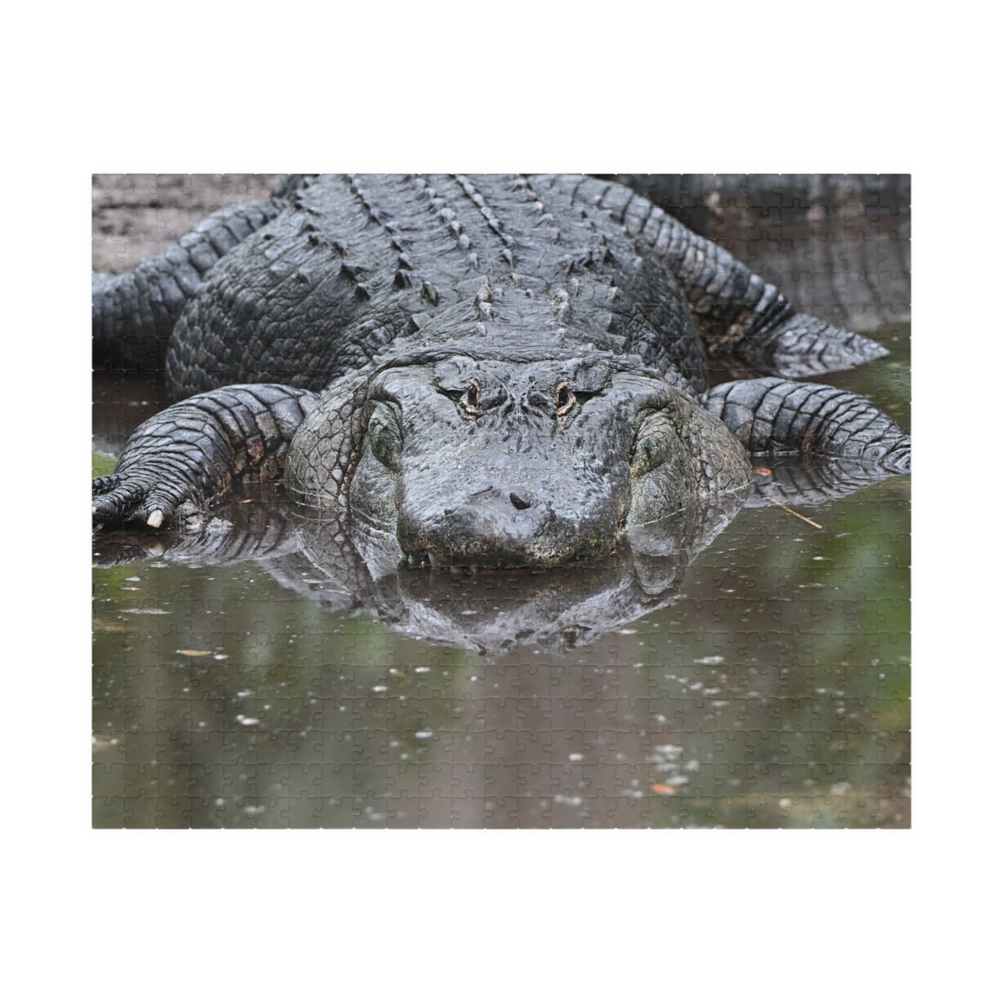 Alligator Puzzle - 110, 252, 520, 1014-Piece Jigsaw, Animal Lovers Gift, Family Game Night, Nature Decor, Unique Home Activity