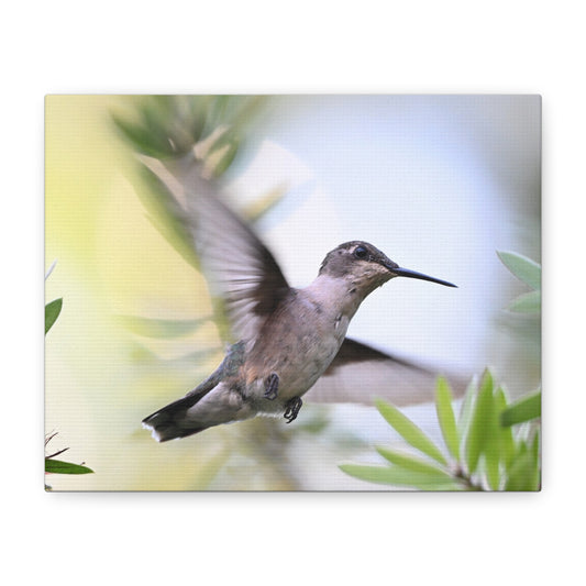 Hummingbird Canvas Wall Art — Matte Stretched 1.25"