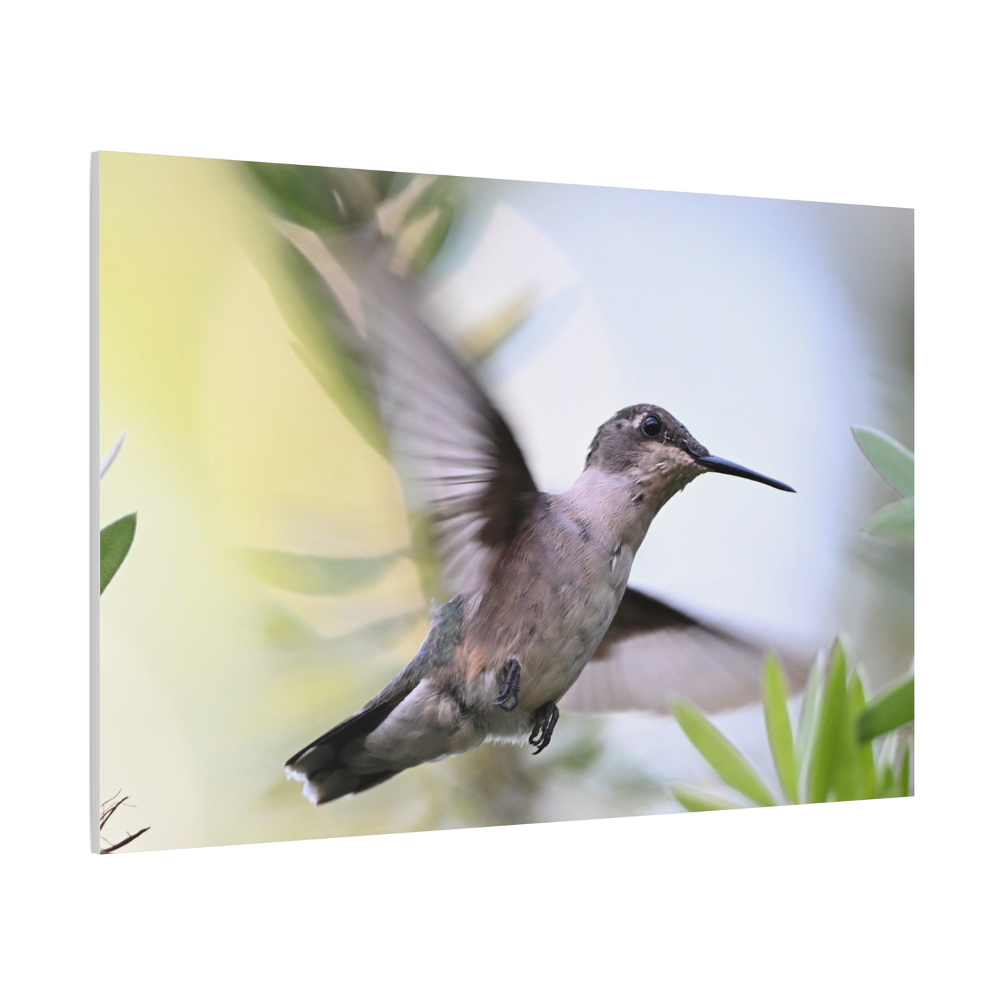 Hummingbird Canvas Wall Art — Matte Stretched 1.25"