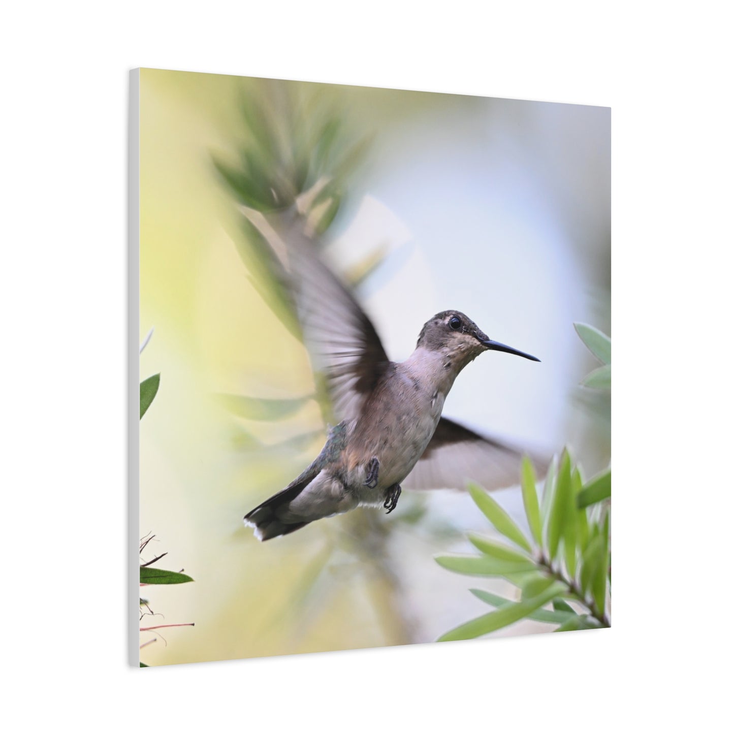Hummingbird Canvas Wall Art — Matte Stretched 1.25"