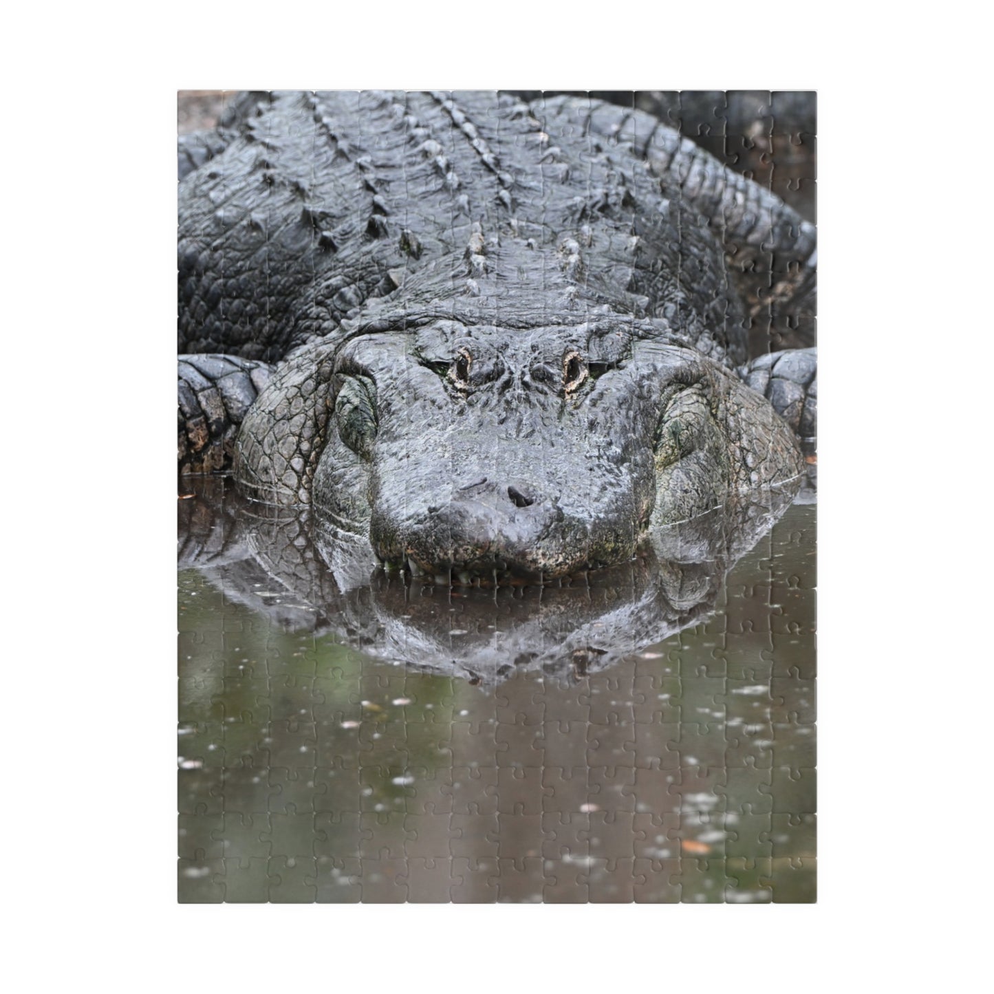 Alligator Puzzle - 110, 252, 520, 1014-Piece Jigsaw, Animal Lovers Gift, Family Game Night, Nature Decor, Unique Home Activity