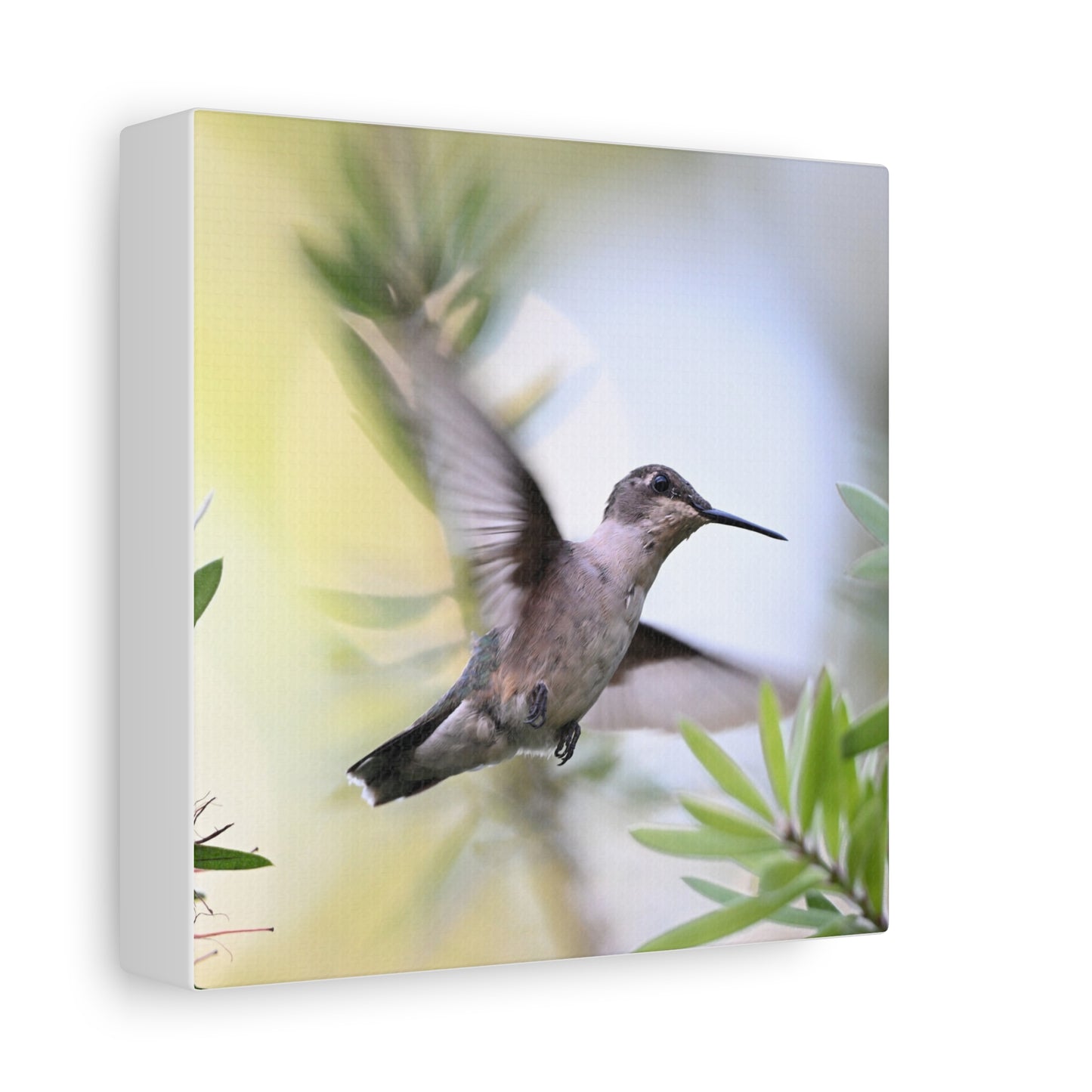 Hummingbird Canvas Wall Art — Matte Stretched 1.25"