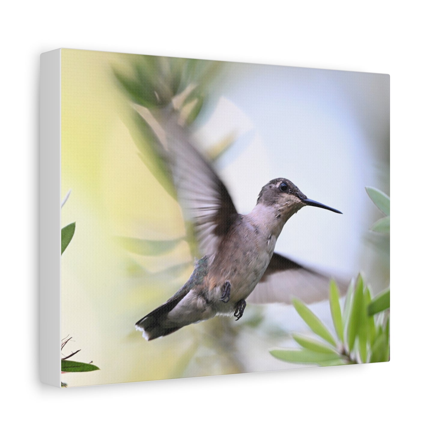 Hummingbird Canvas Wall Art — Matte Stretched 1.25"