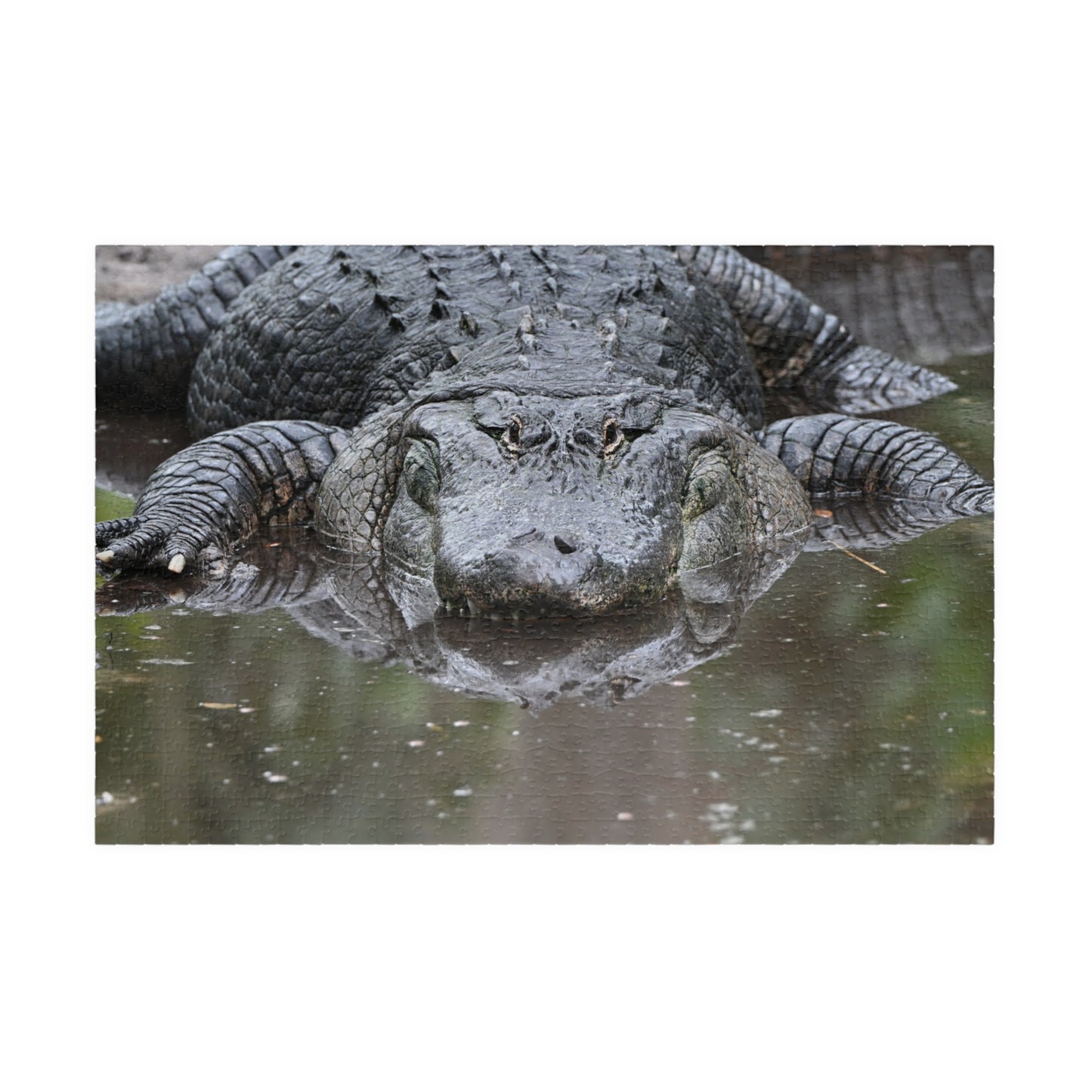 Alligator Puzzle - 110, 252, 520, 1014-Piece Jigsaw, Animal Lovers Gift, Family Game Night, Nature Decor, Unique Home Activity