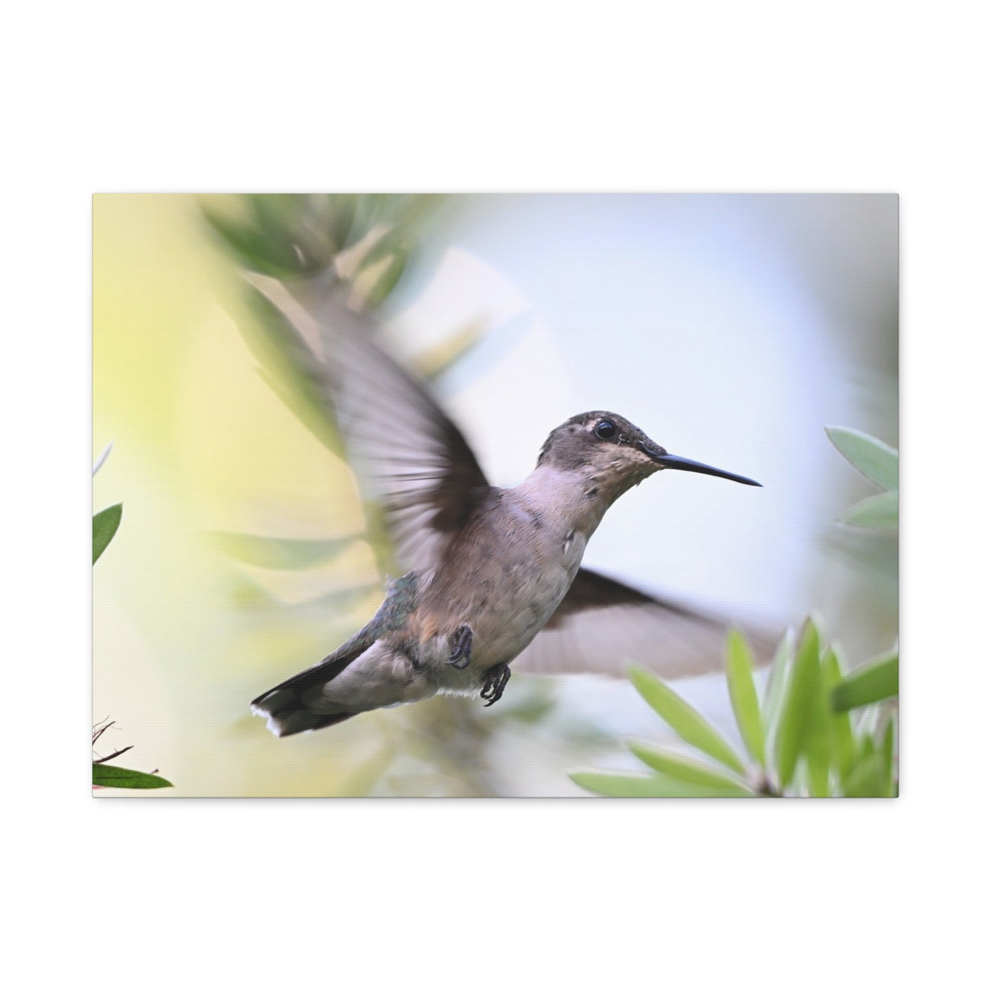 Hummingbird Canvas Wall Art — Matte Stretched 1.25"
