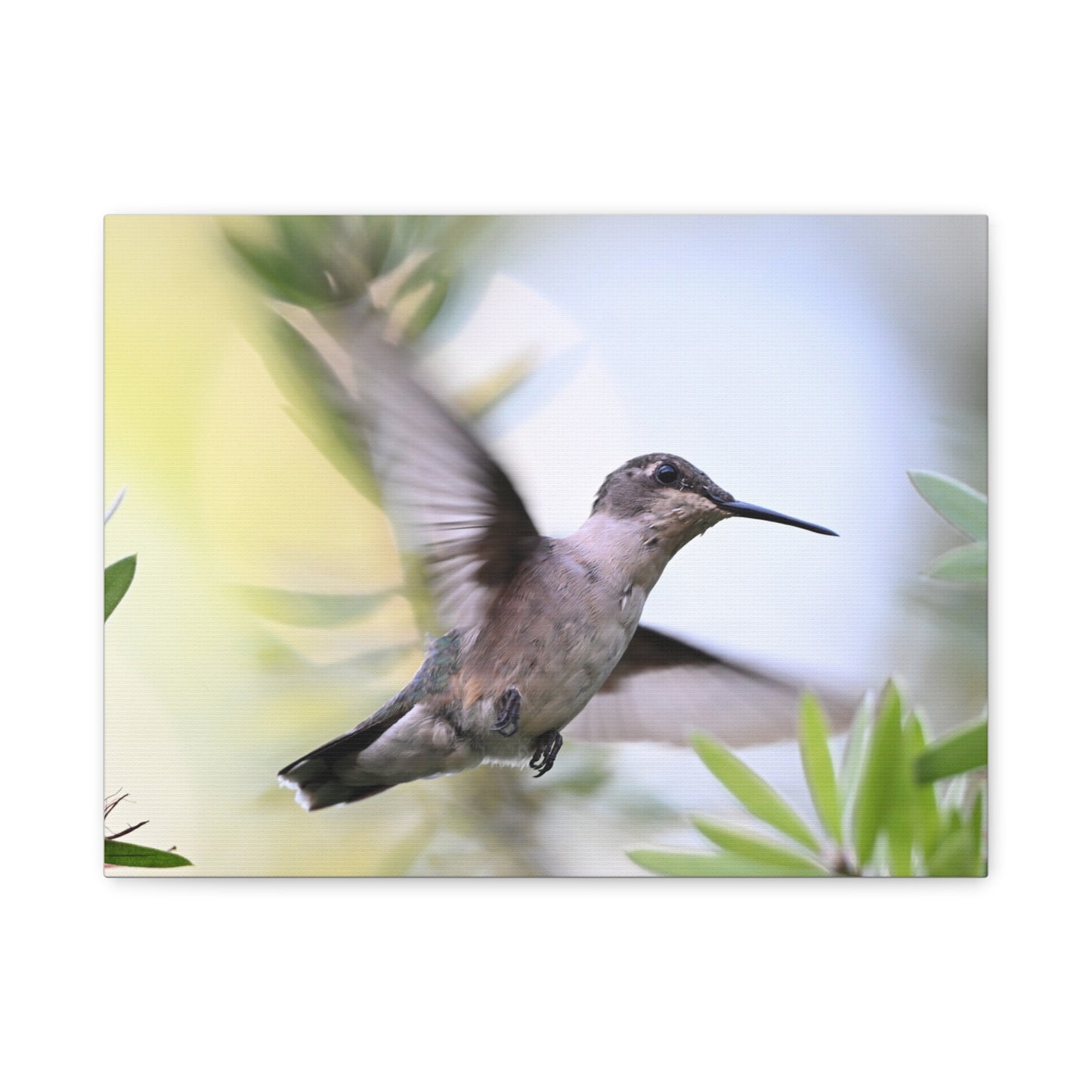 Hummingbird Canvas Wall Art — Matte Stretched 1.25"