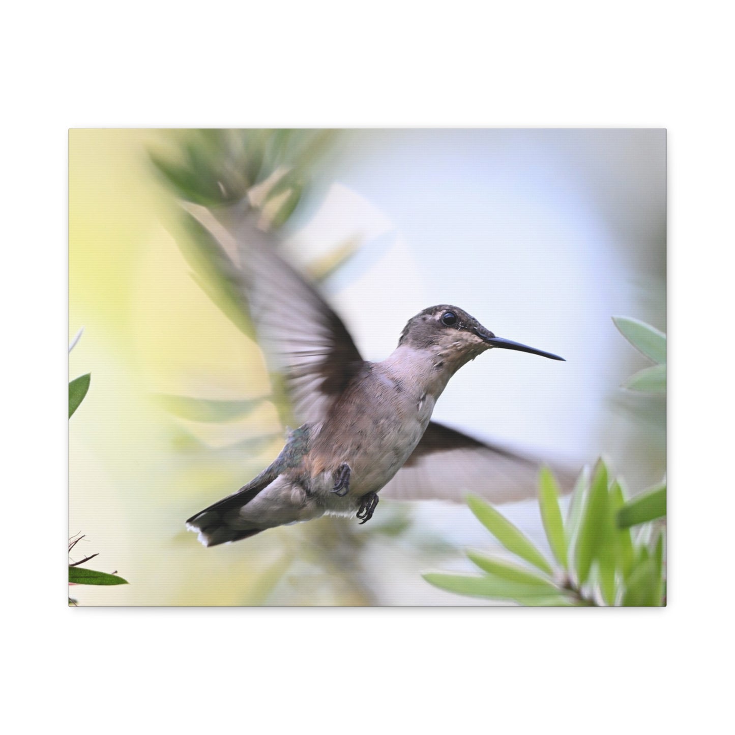 Hummingbird Canvas Wall Art — Matte Stretched 1.25"