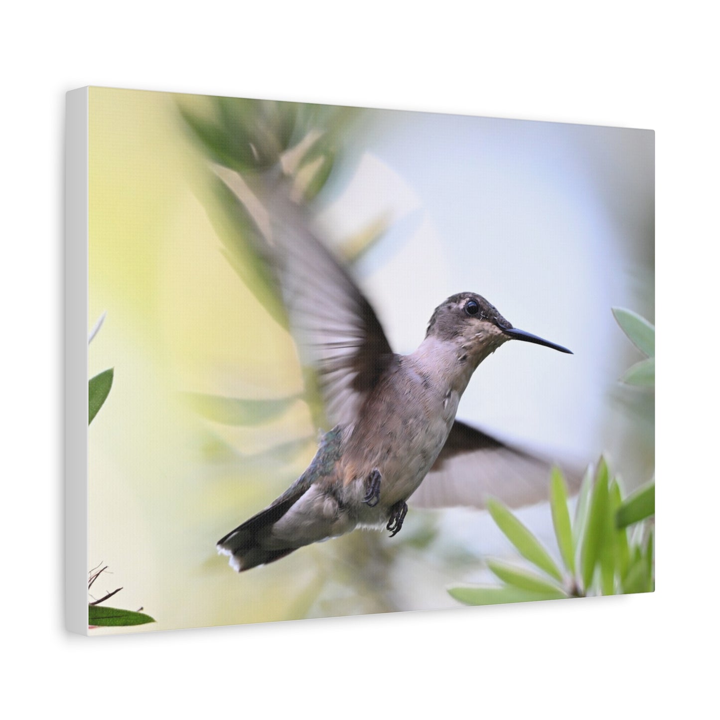 Hummingbird Canvas Wall Art — Matte Stretched 1.25"