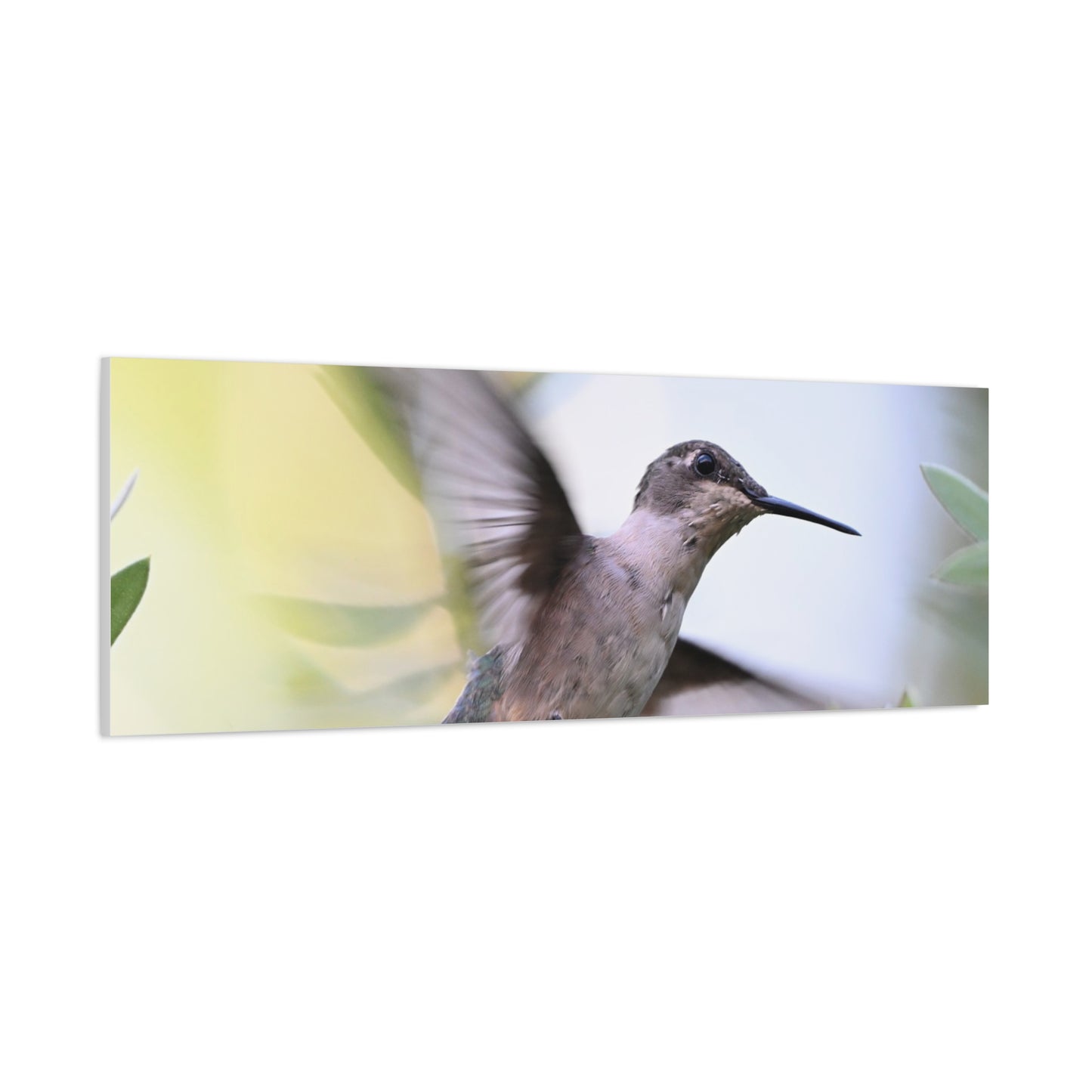 Hummingbird Canvas Wall Art — Matte Stretched 1.25"
