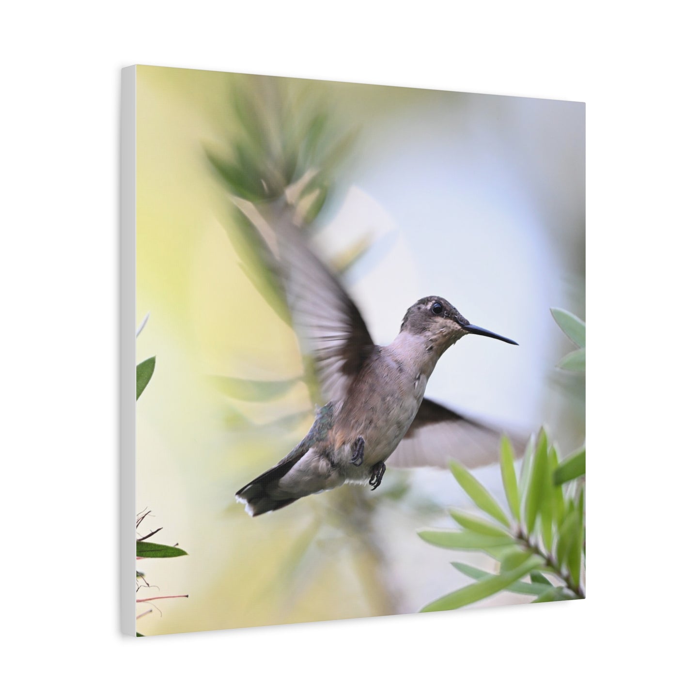 Hummingbird Canvas Wall Art — Matte Stretched 1.25"