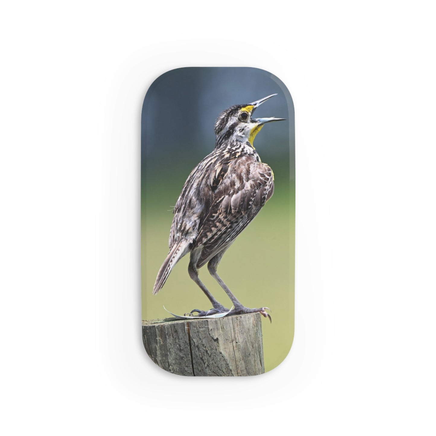 Meadowlark Phone Grip — Singing Bird Click-On Stand