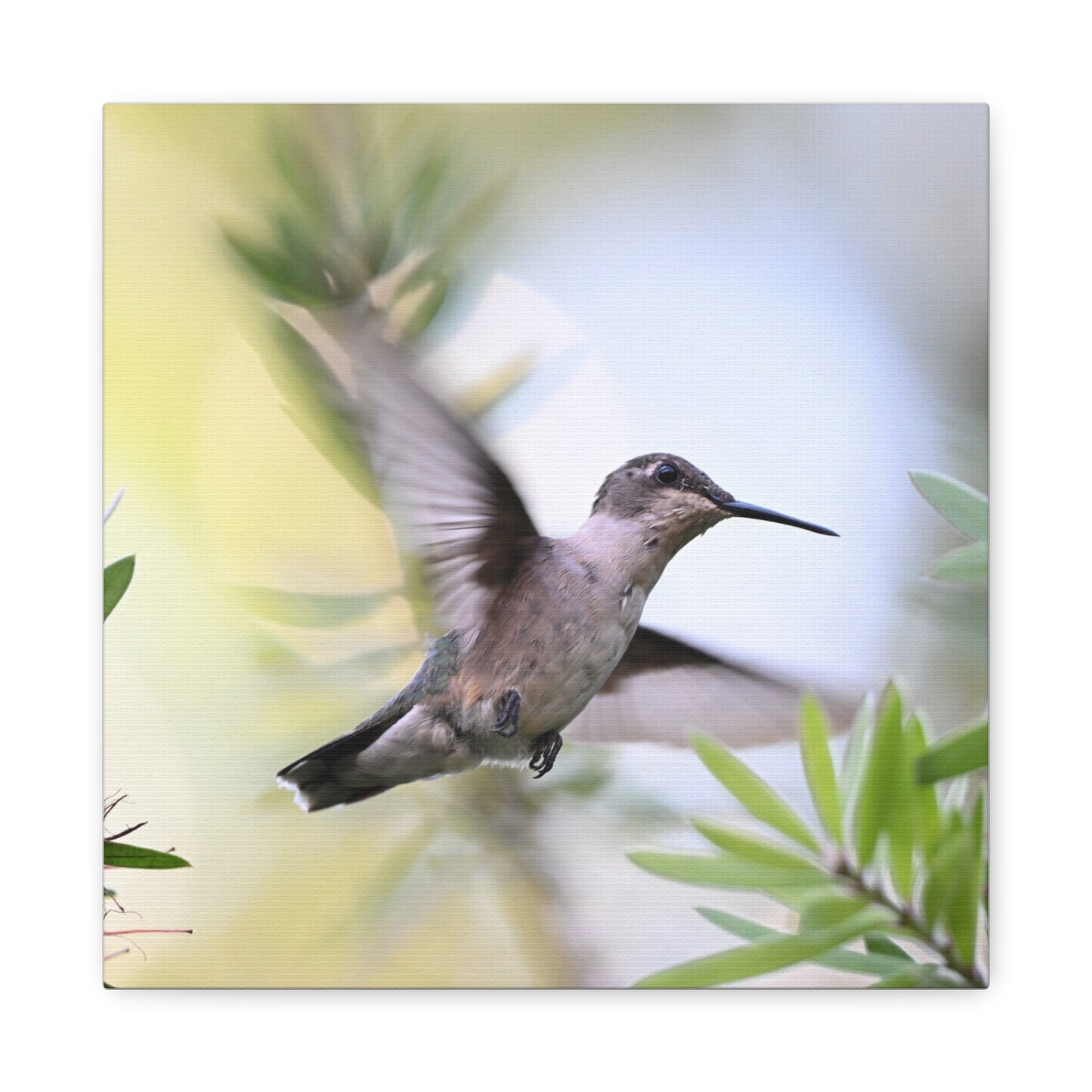 Hummingbird Canvas Wall Art — Matte Stretched 1.25"