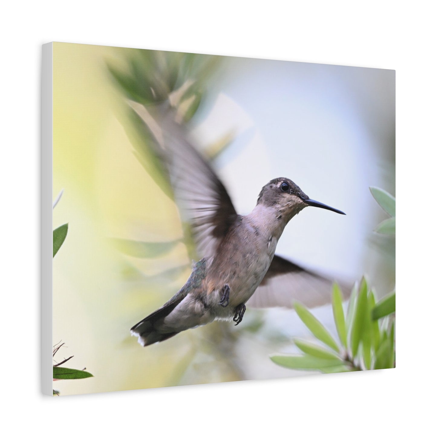 Hummingbird Canvas Wall Art — Matte Stretched 1.25"