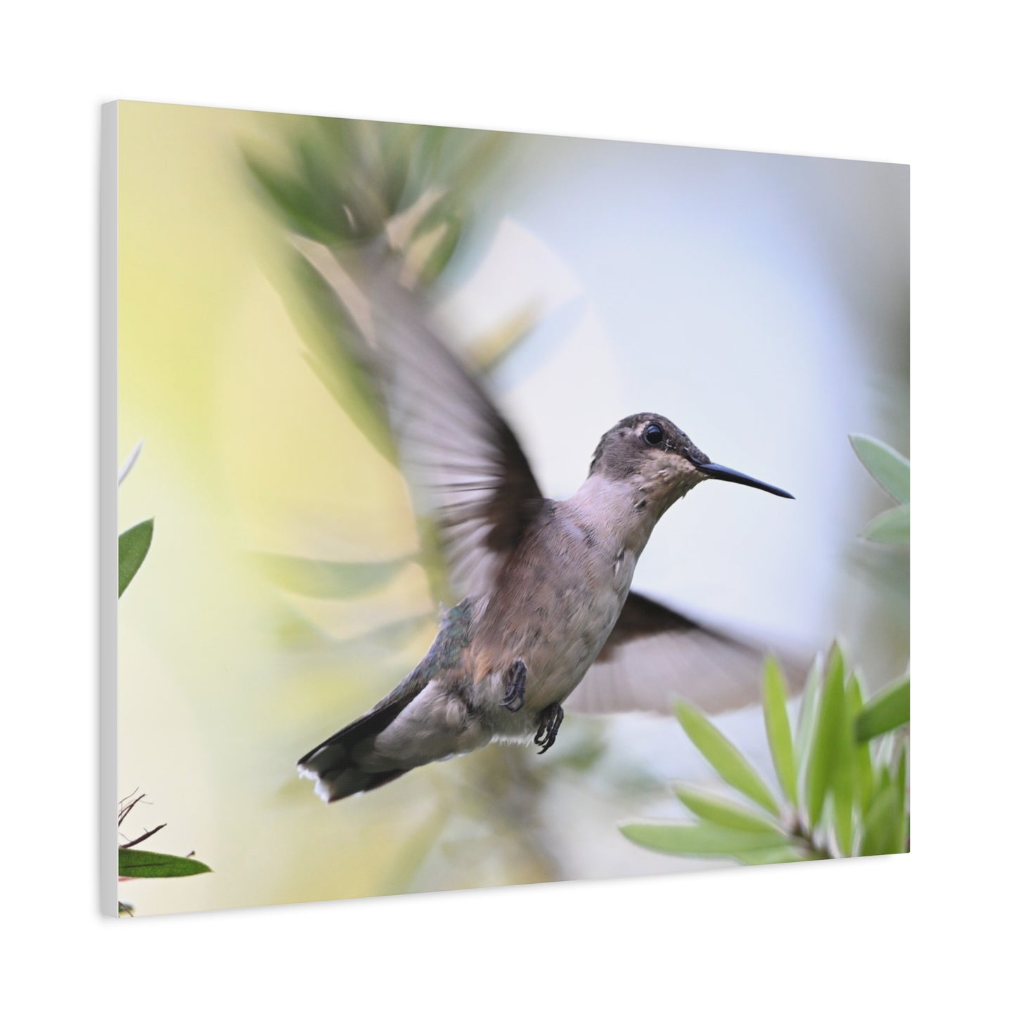 Hummingbird Canvas Wall Art — Matte Stretched 1.25"