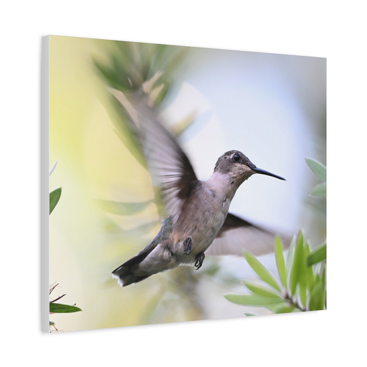 Hummingbird Canvas Wall Art — Matte Stretched 1.25"