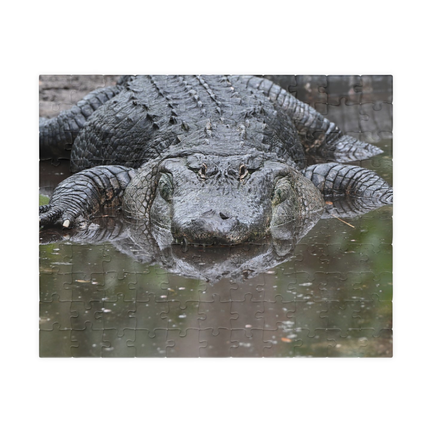 Alligator Puzzle - 110, 252, 520, 1014-Piece Jigsaw, Animal Lovers Gift, Family Game Night, Nature Decor, Unique Home Activity