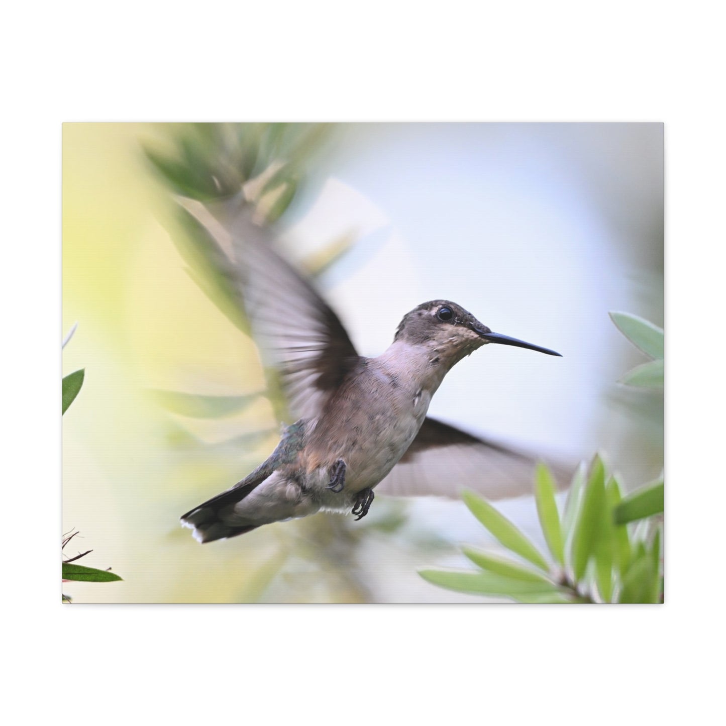 Hummingbird Canvas Wall Art — Matte Stretched 1.25"
