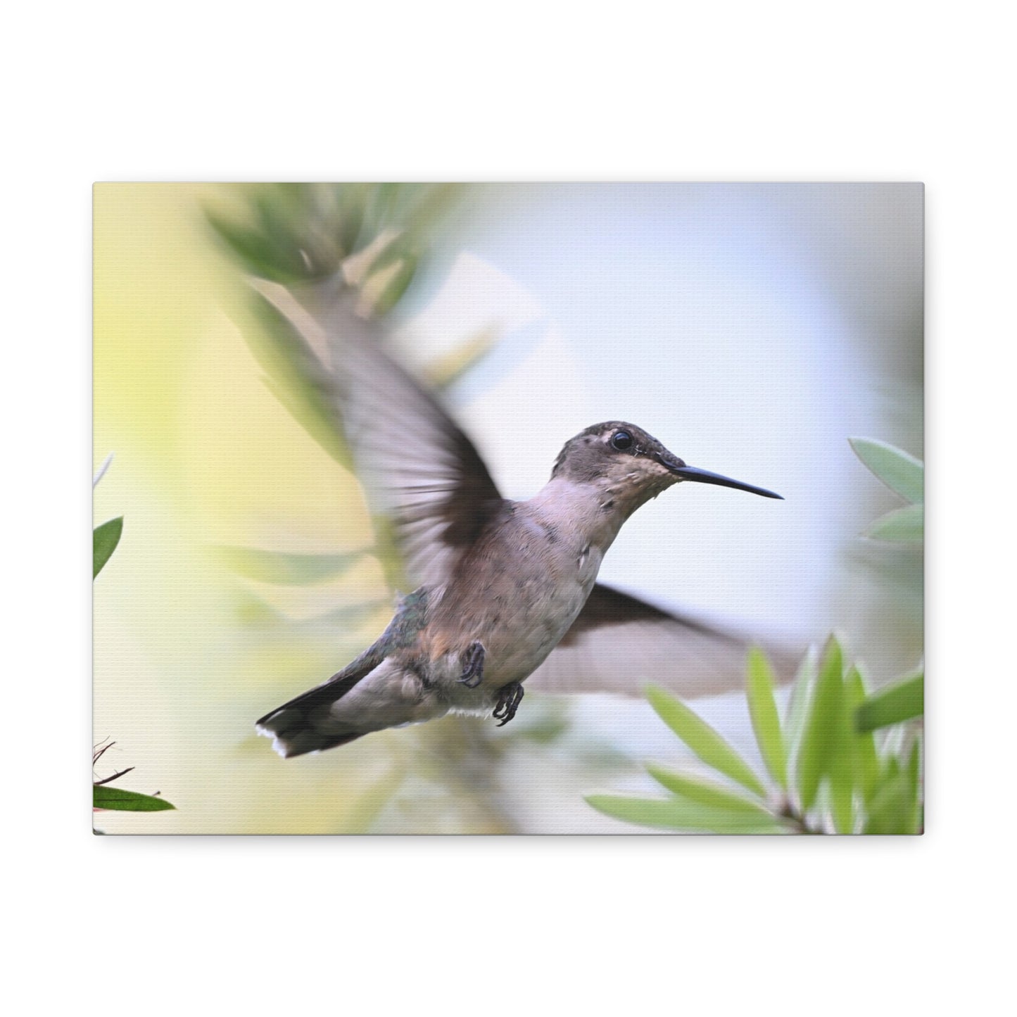 Hummingbird Canvas Wall Art — Matte Stretched 1.25"