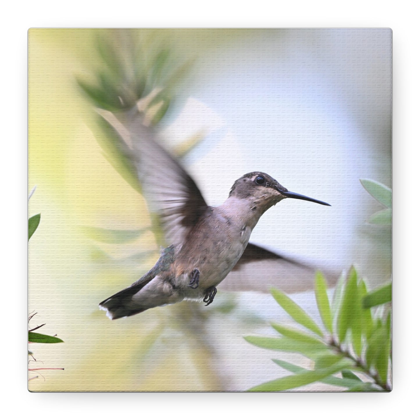 Hummingbird Canvas Wall Art — Matte Stretched 1.25"