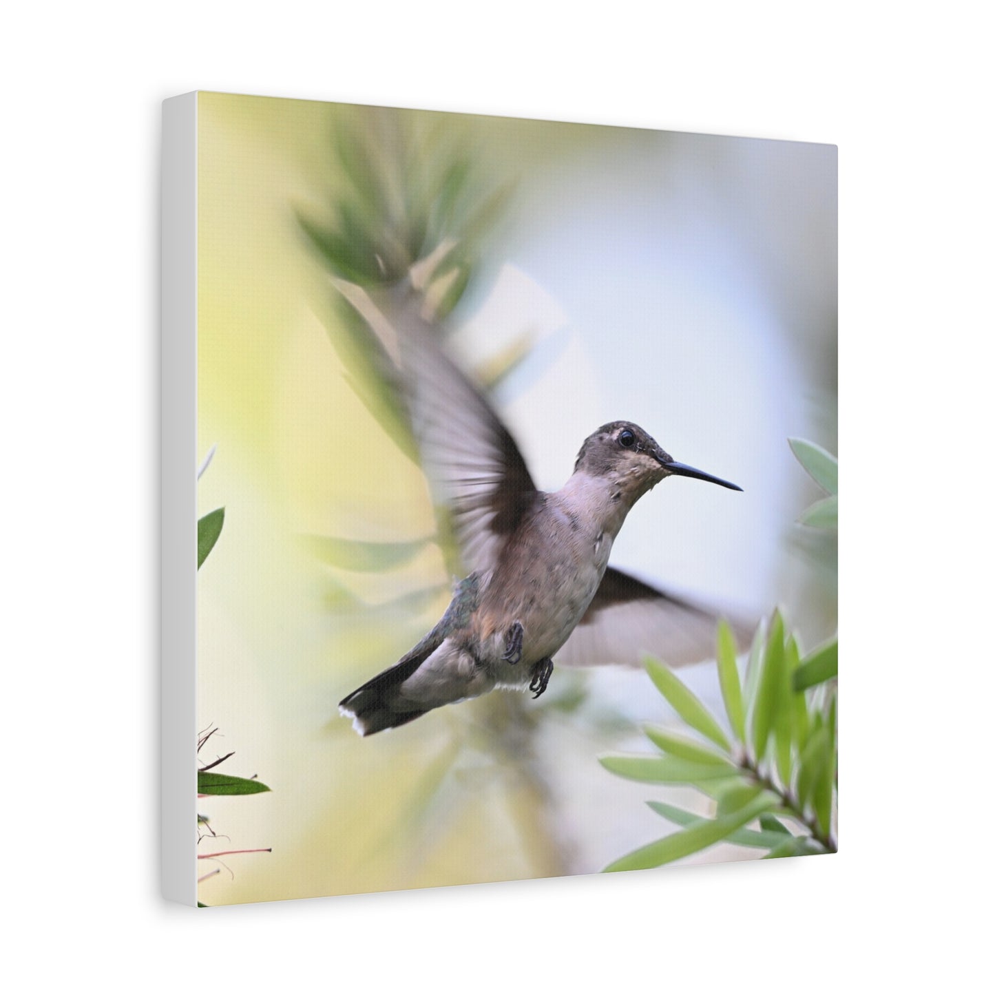 Hummingbird Canvas Wall Art — Matte Stretched 1.25"