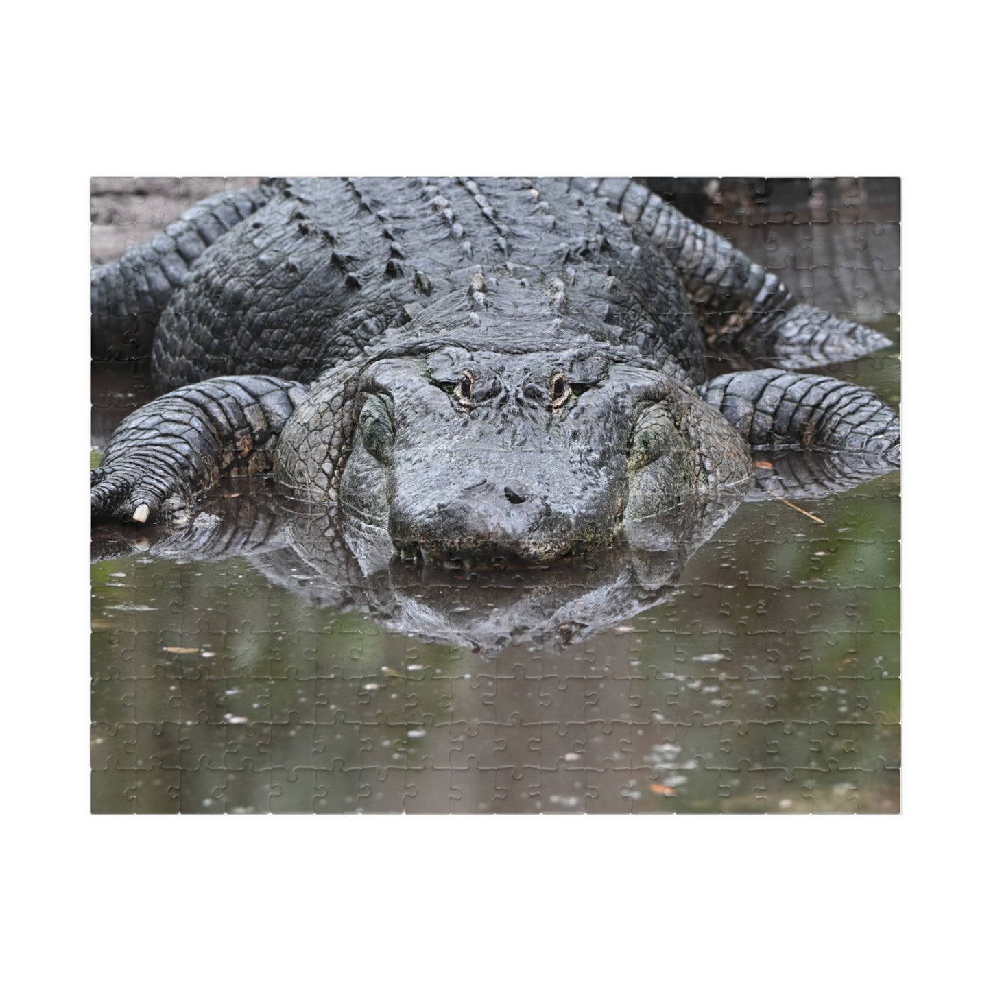 Alligator Puzzle - 110, 252, 520, 1014-Piece Jigsaw, Animal Lovers Gift, Family Game Night, Nature Decor, Unique Home Activity