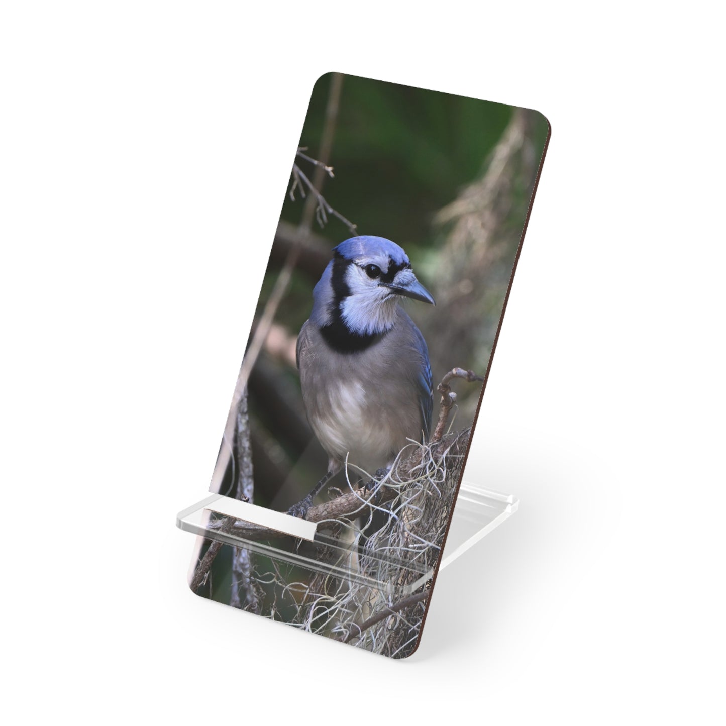 Blue Jay Photo Phone Stand — Clear Acrylic Mobile Display Stand