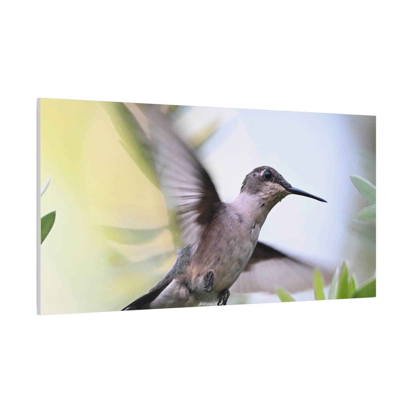 Hummingbird Canvas Wall Art — Matte Stretched 1.25"