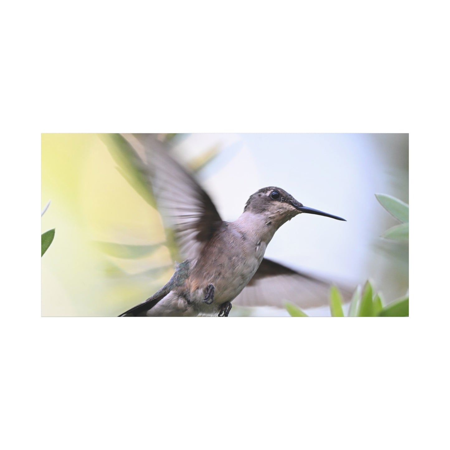 Hummingbird Canvas Wall Art — Matte Stretched 1.25"