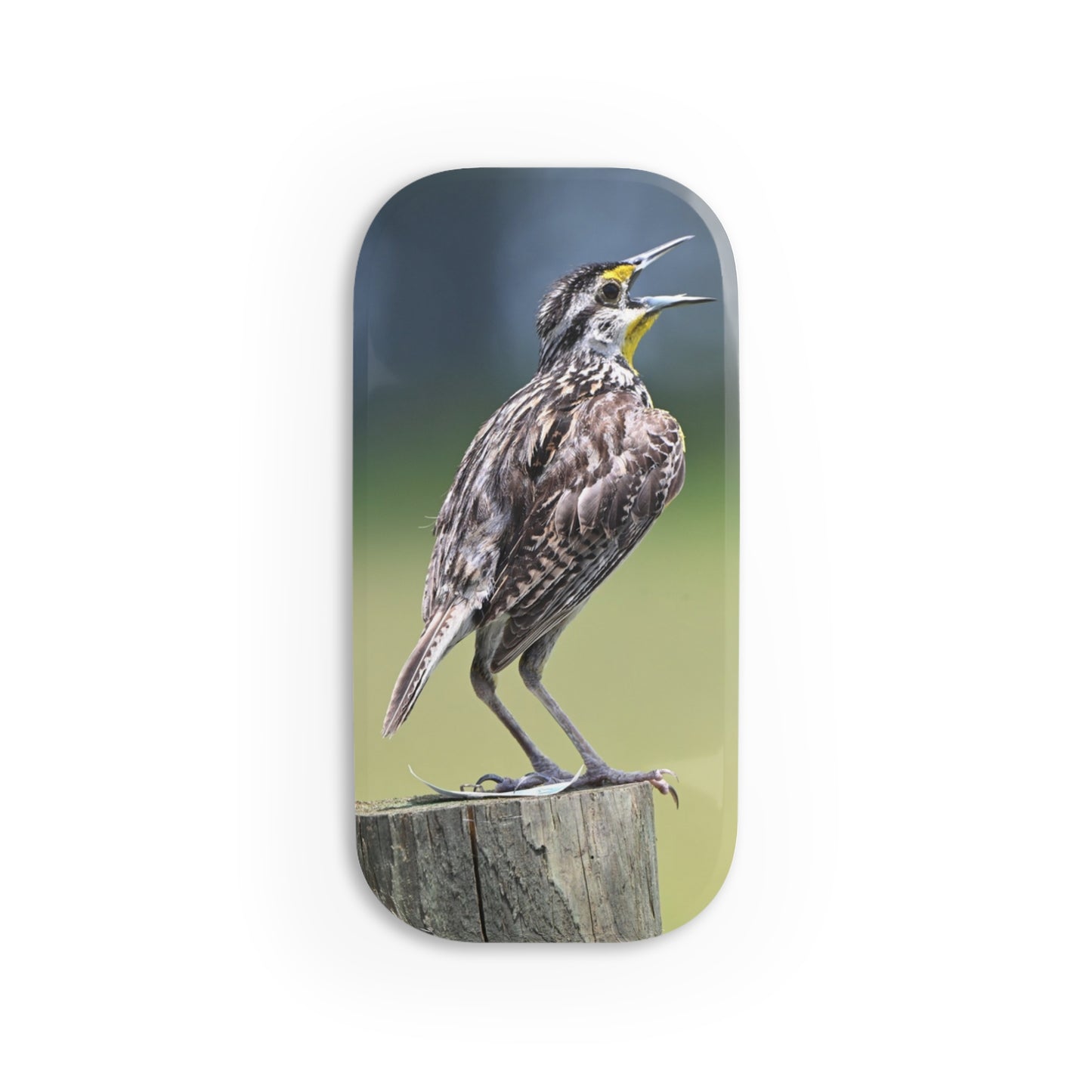 Meadowlark Phone Grip — Singing Bird Click-On Stand