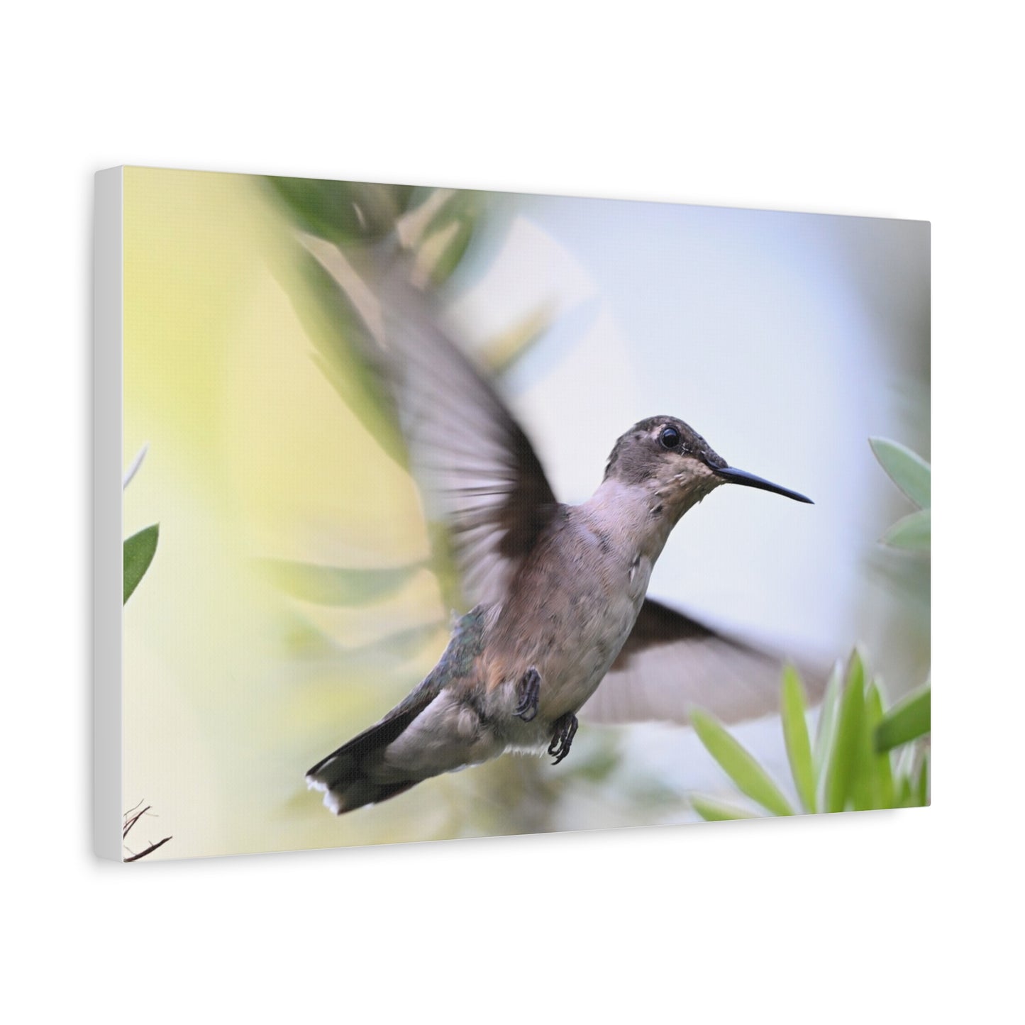 Hummingbird Canvas Wall Art — Matte Stretched 1.25"