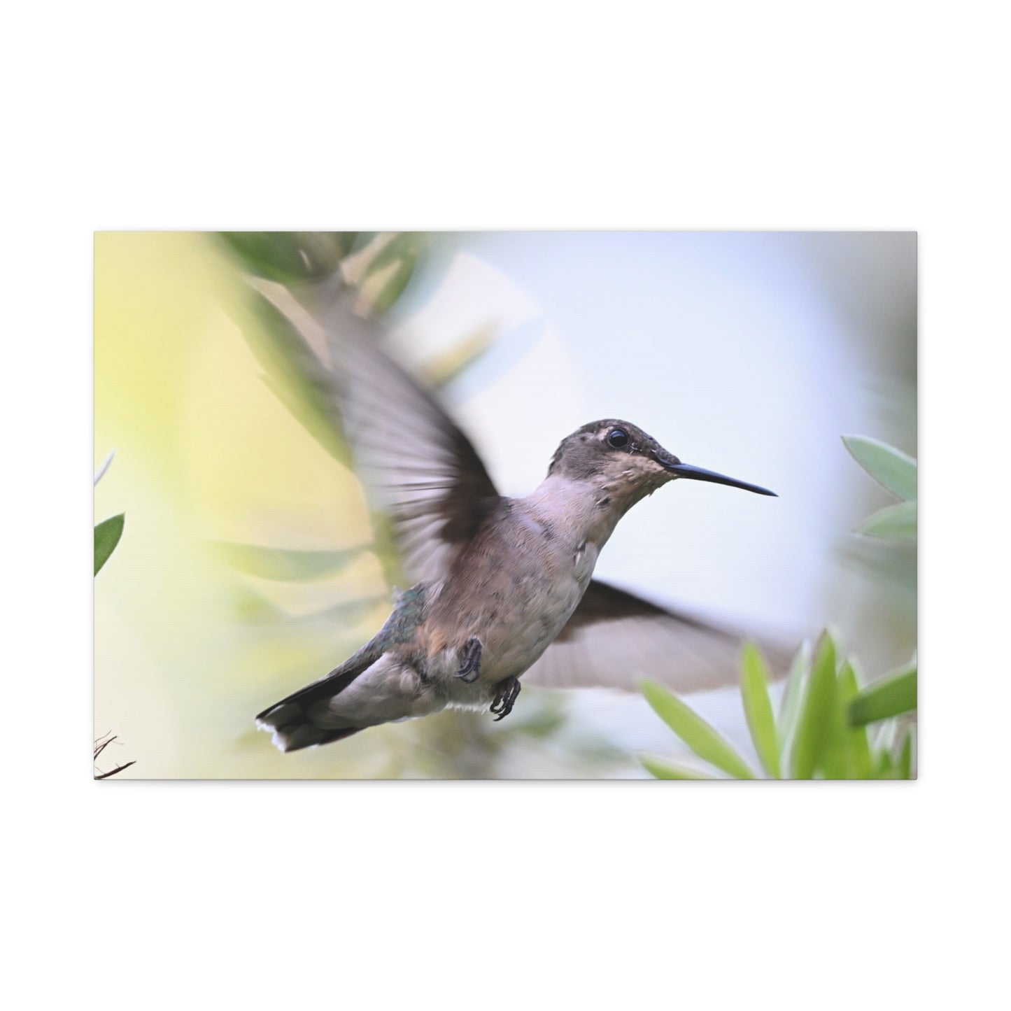 Hummingbird Canvas Wall Art — Matte Stretched 1.25"